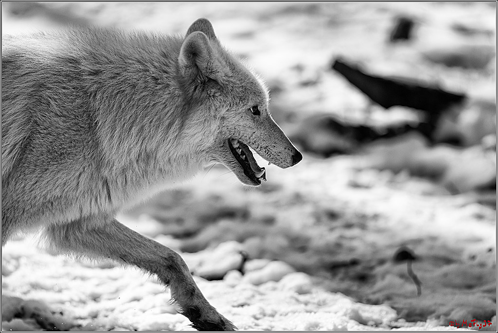 Timberwolf - Polarwolf Kasselburg, 18.02.2018