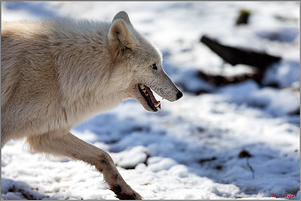 Timberwolf - Polarwolf Kasselburg, 18.02.2018