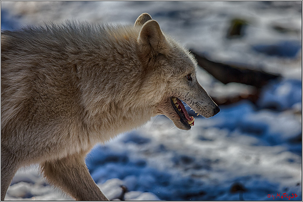 Timberwolf - Polarwolf Kasselburg, 18.02.2018