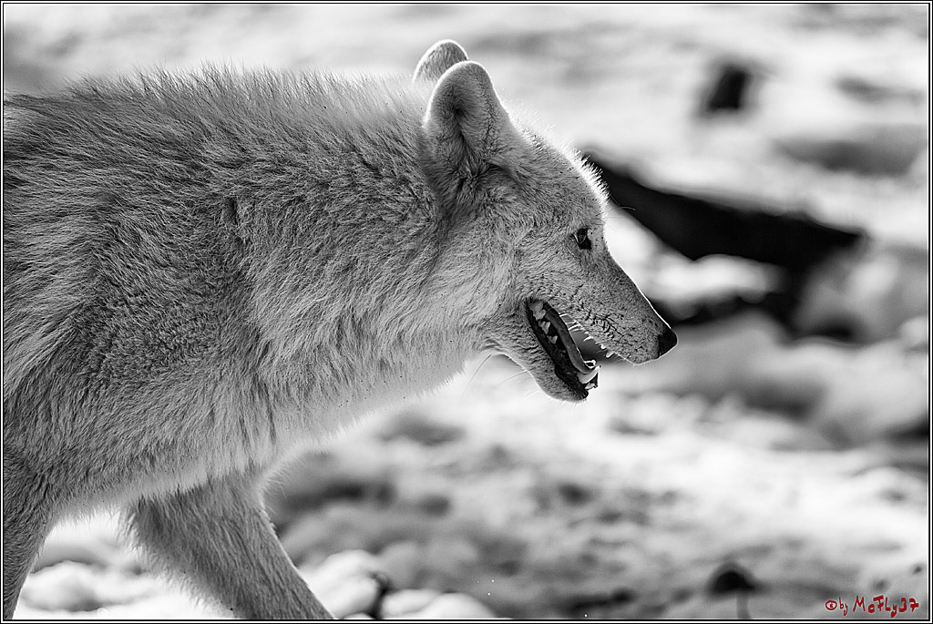 Timberwolf - Polarwolf Kasselburg, 18.02.2018