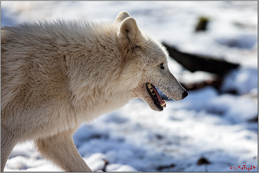 Timberwolf - Polarwolf Kasselburg, 18.02.2018