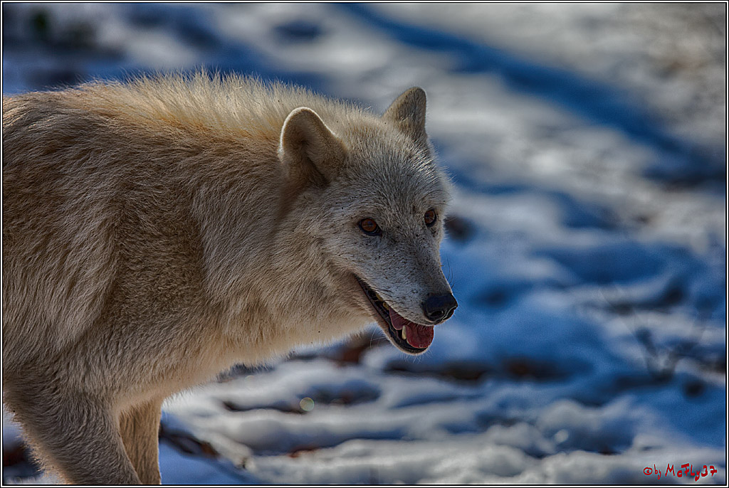 Timberwolf - Polarwolf Kasselburg, 18.02.2018