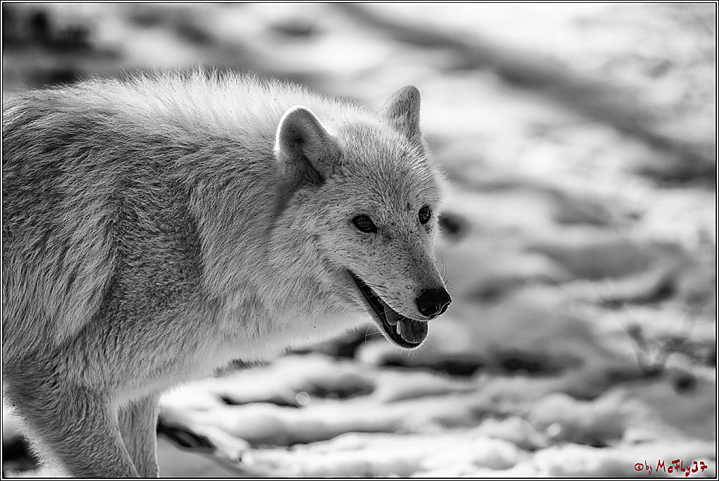 Timberwolf - Polarwolf Kasselburg, 18.02.2018