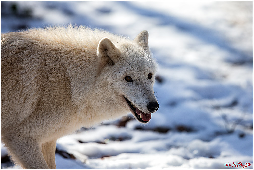 Timberwolf - Polarwolf Kasselburg, 18.02.2018
