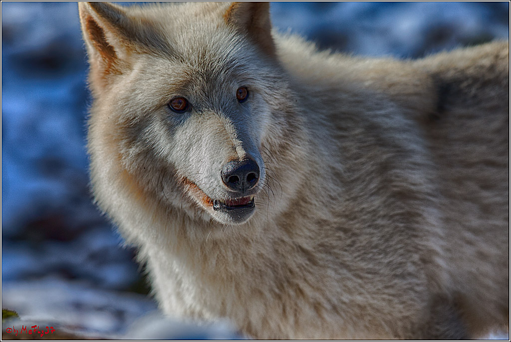 Timberwolf - Polarwolf Kasselburg, 18.02.2018