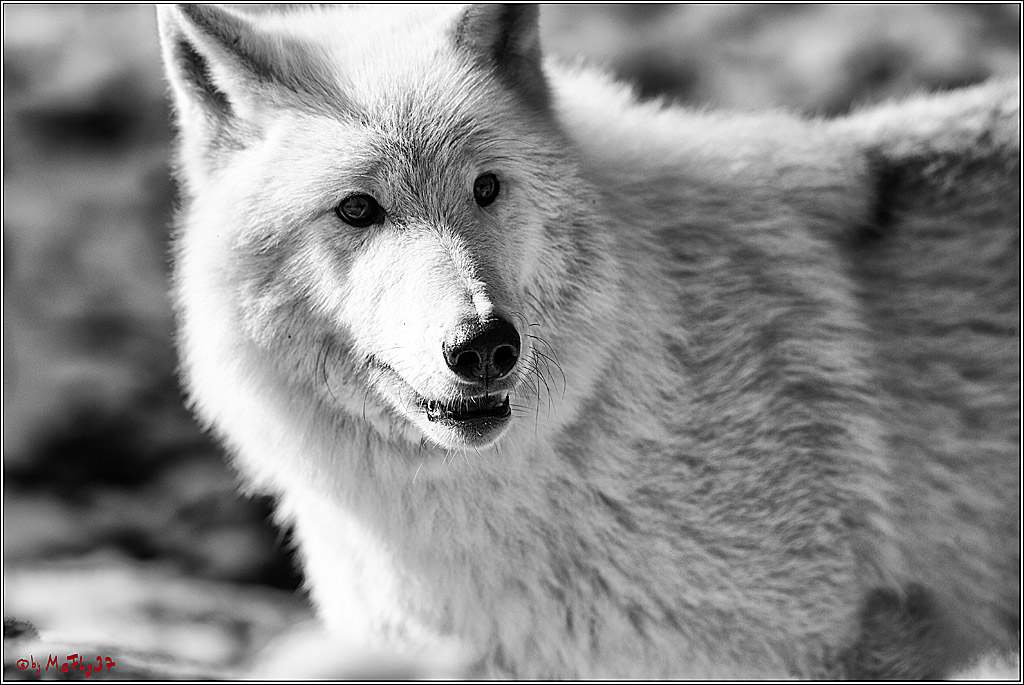 Timberwolf - Polarwolf Kasselburg, 18.02.2018