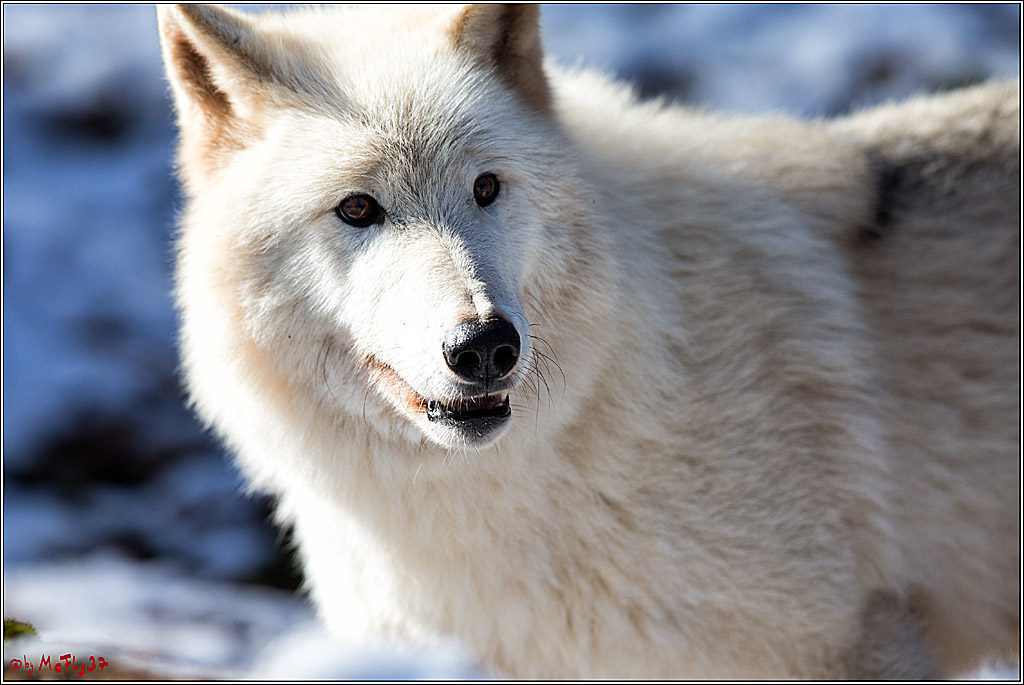 Timberwolf - Polarwolf Kasselburg, 18.02.2018