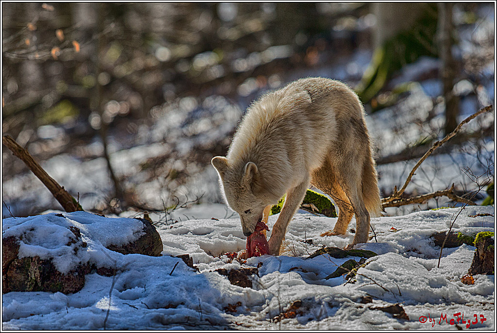 Timberwolf - Polarwolf Kasselburg, 18.02.2018
