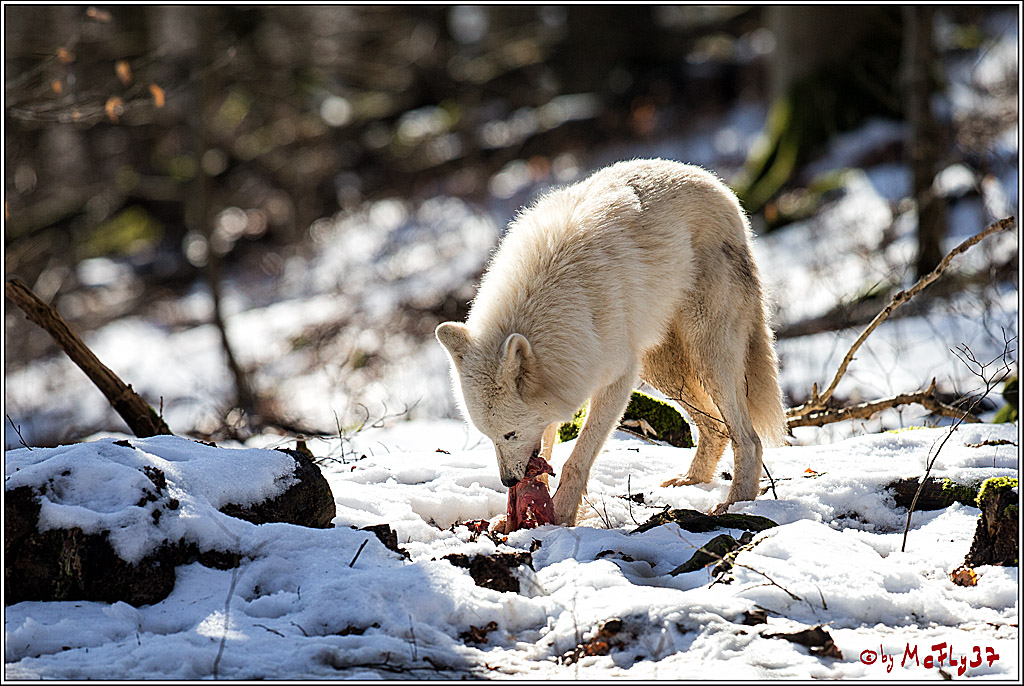 Timberwolf - Polarwolf Kasselburg, 18.02.2018