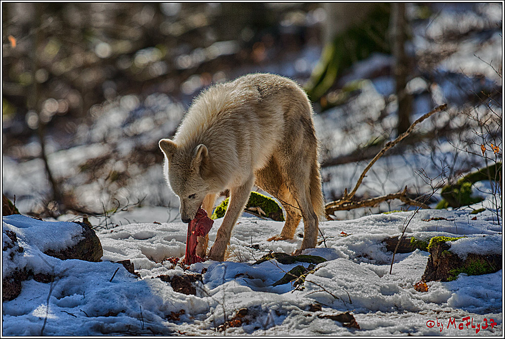 Timberwolf - Polarwolf Kasselburg, 18.02.2018