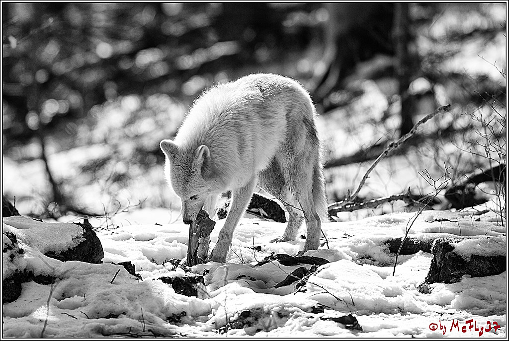 Timberwolf - Polarwolf Kasselburg, 18.02.2018