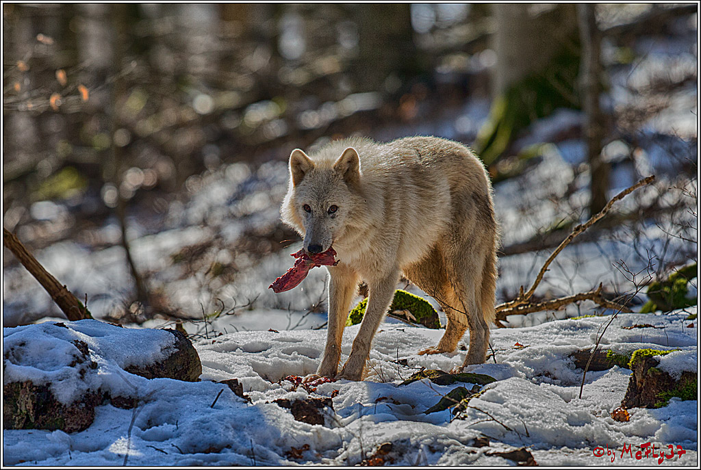 Timberwolf - Polarwolf Kasselburg, 18.02.2018