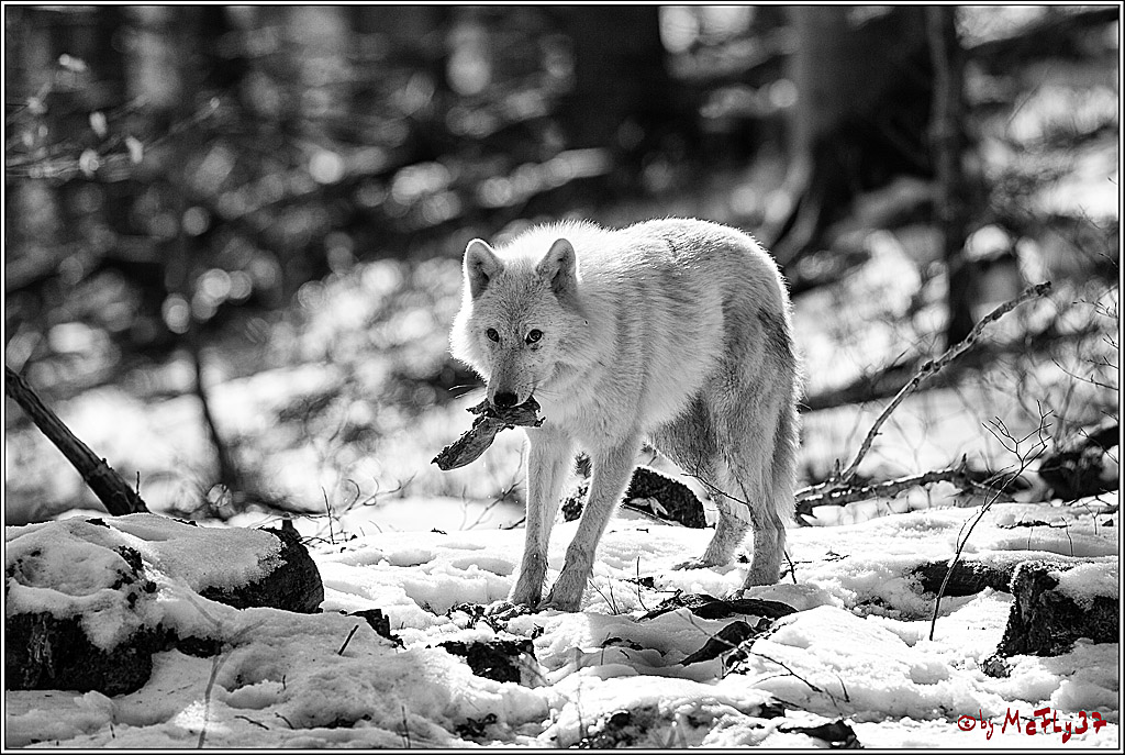 Timberwolf - Polarwolf Kasselburg, 18.02.2018