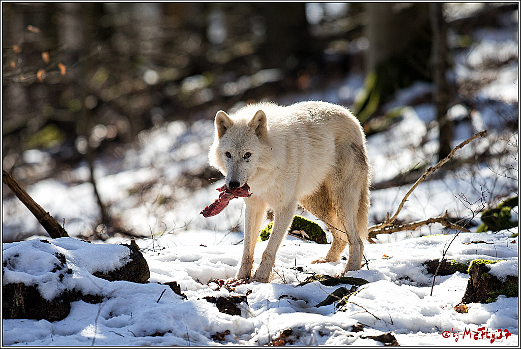 Timberwolf - Polarwolf Kasselburg, 18.02.2018