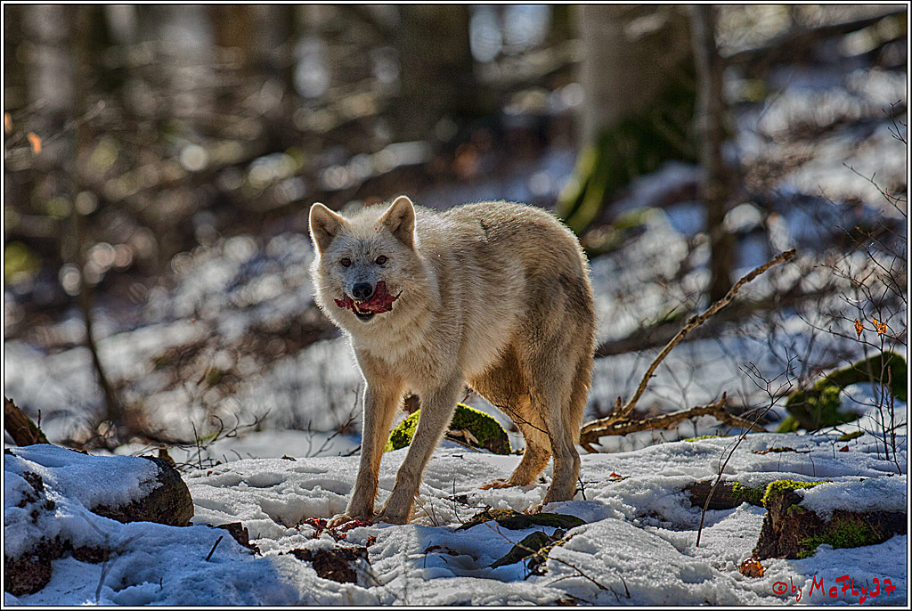 Timberwolf - Polarwolf Kasselburg, 18.02.2018