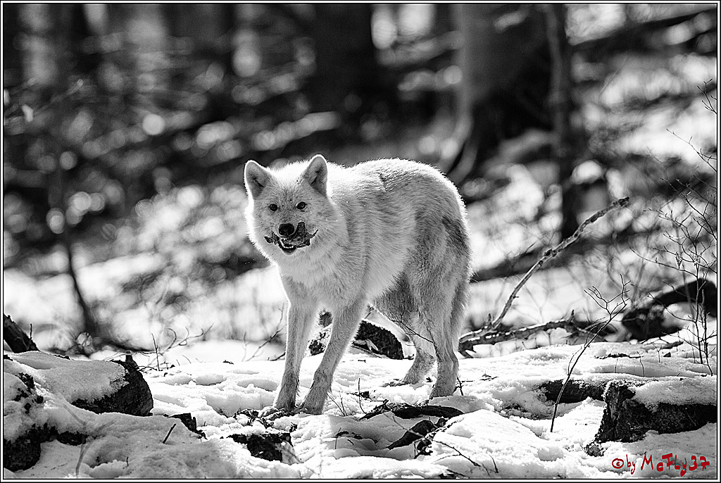 Timberwolf - Polarwolf Kasselburg, 18.02.2018