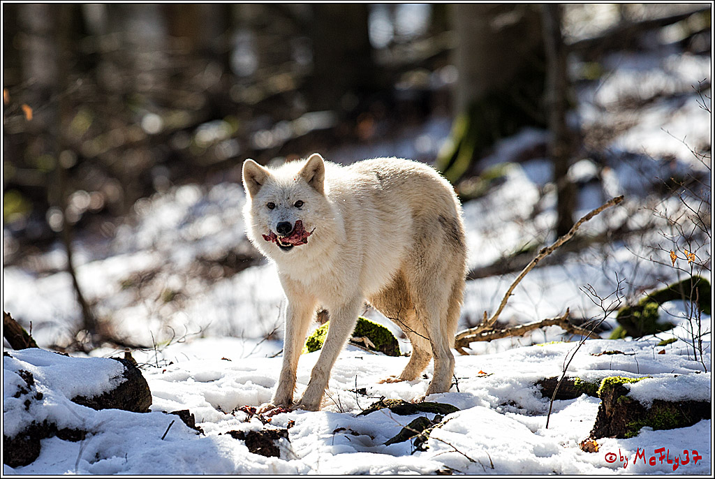 Timberwolf - Polarwolf Kasselburg, 18.02.2018