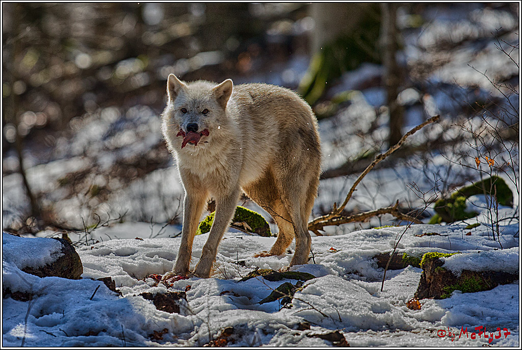 Timberwolf - Polarwolf Kasselburg, 18.02.2018