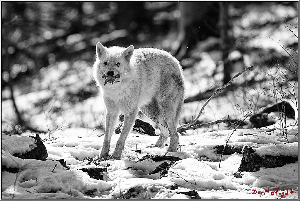Timberwolf - Polarwolf Kasselburg, 18.02.2018