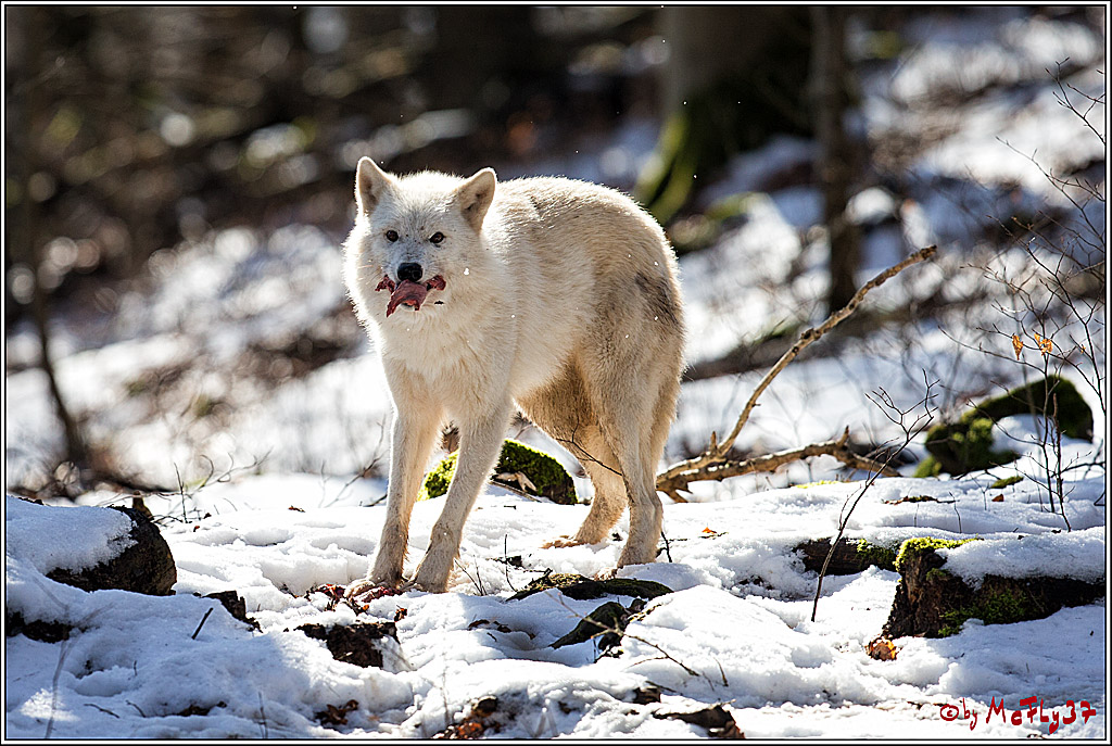 Timberwolf - Polarwolf Kasselburg, 18.02.2018