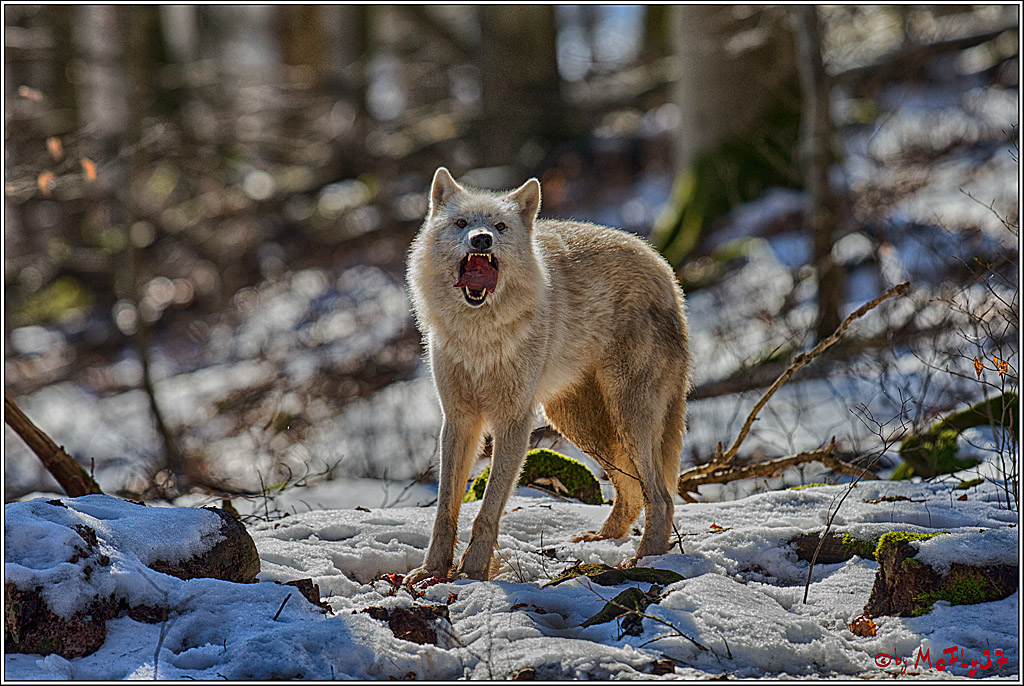 Timberwolf - Polarwolf Kasselburg, 18.02.2018
