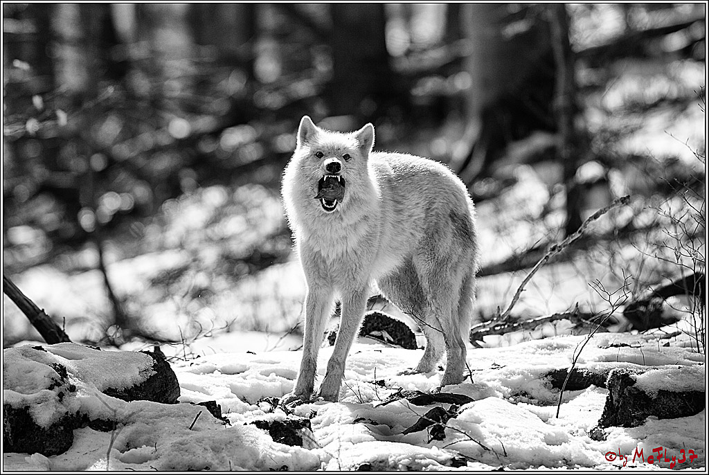 Timberwolf - Polarwolf Kasselburg, 18.02.2018
