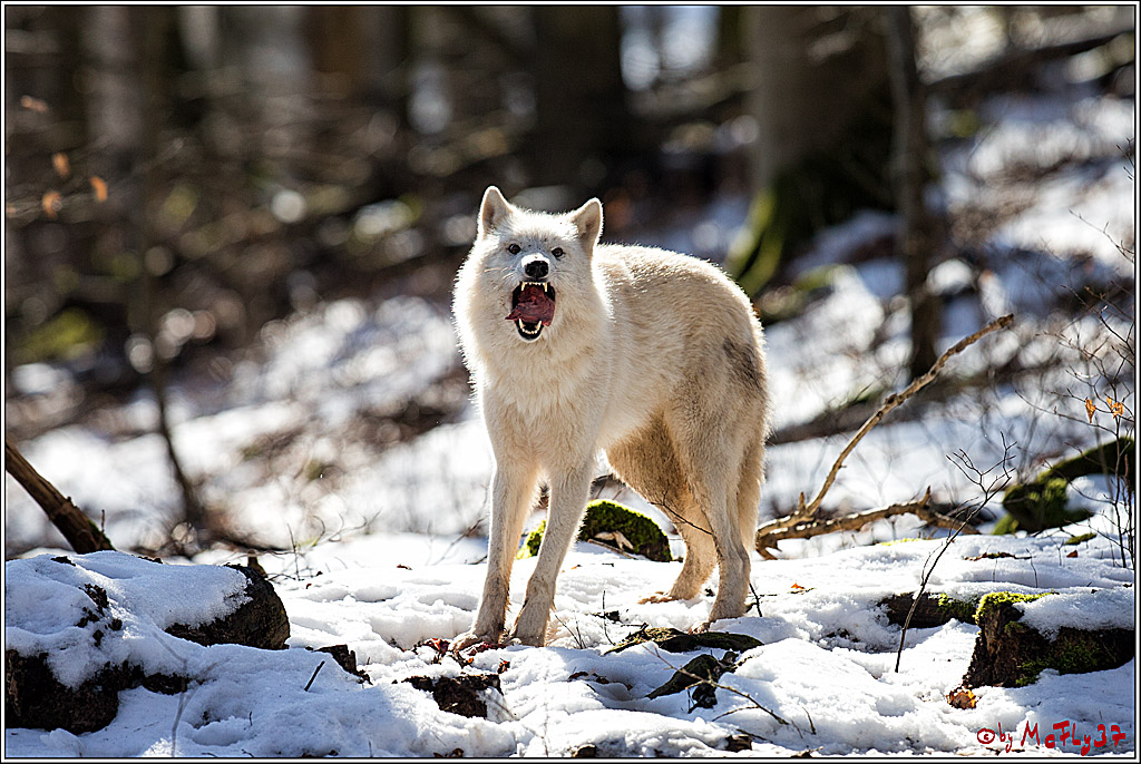 Timberwolf - Polarwolf Kasselburg, 18.02.2018