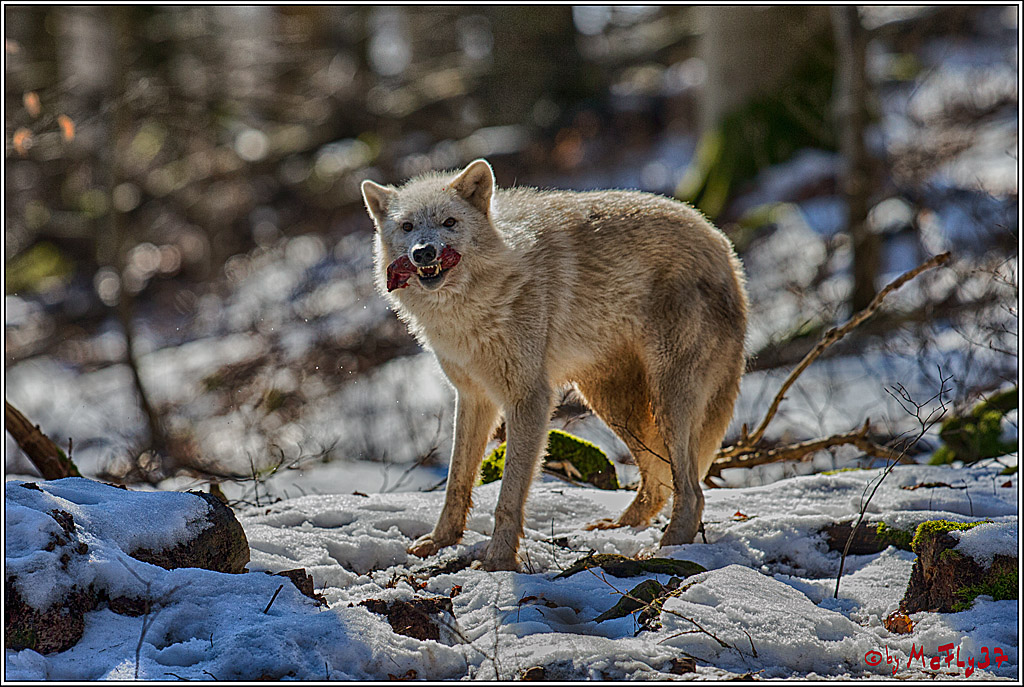 Timberwolf - Polarwolf Kasselburg, 18.02.2018