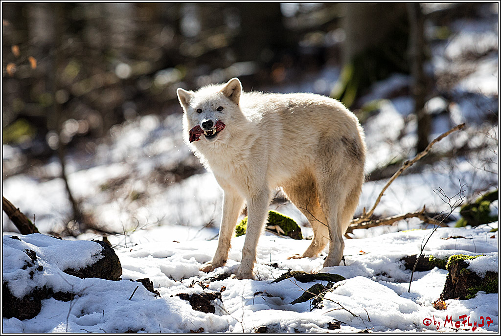 Timberwolf - Polarwolf Kasselburg, 18.02.2018