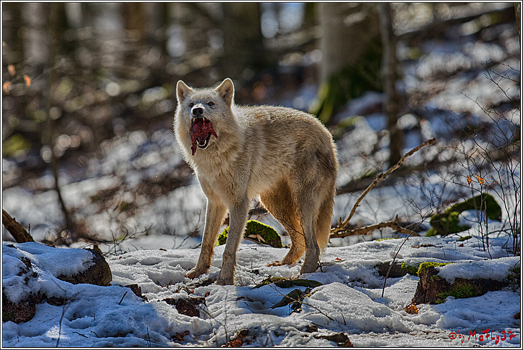 Timberwolf - Polarwolf Kasselburg, 18.02.2018