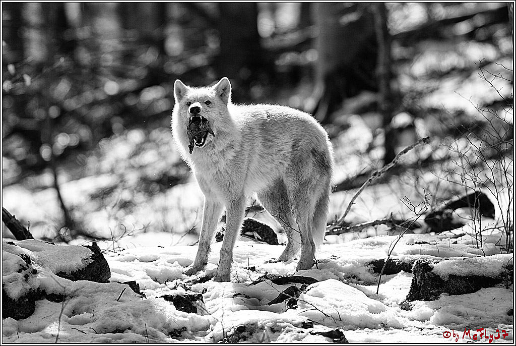 Timberwolf - Polarwolf Kasselburg, 18.02.2018