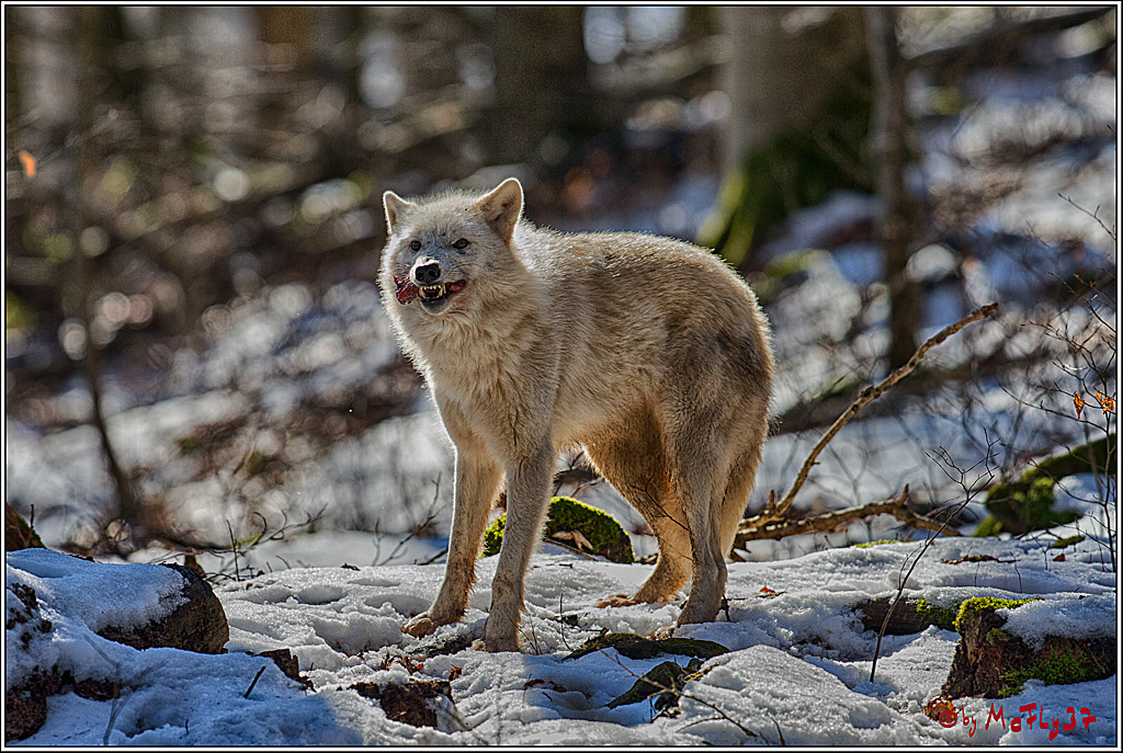 Timberwolf - Polarwolf Kasselburg, 18.02.2018