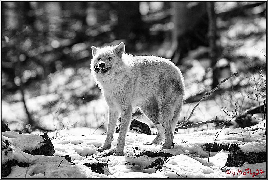 Timberwolf - Polarwolf Kasselburg, 18.02.2018