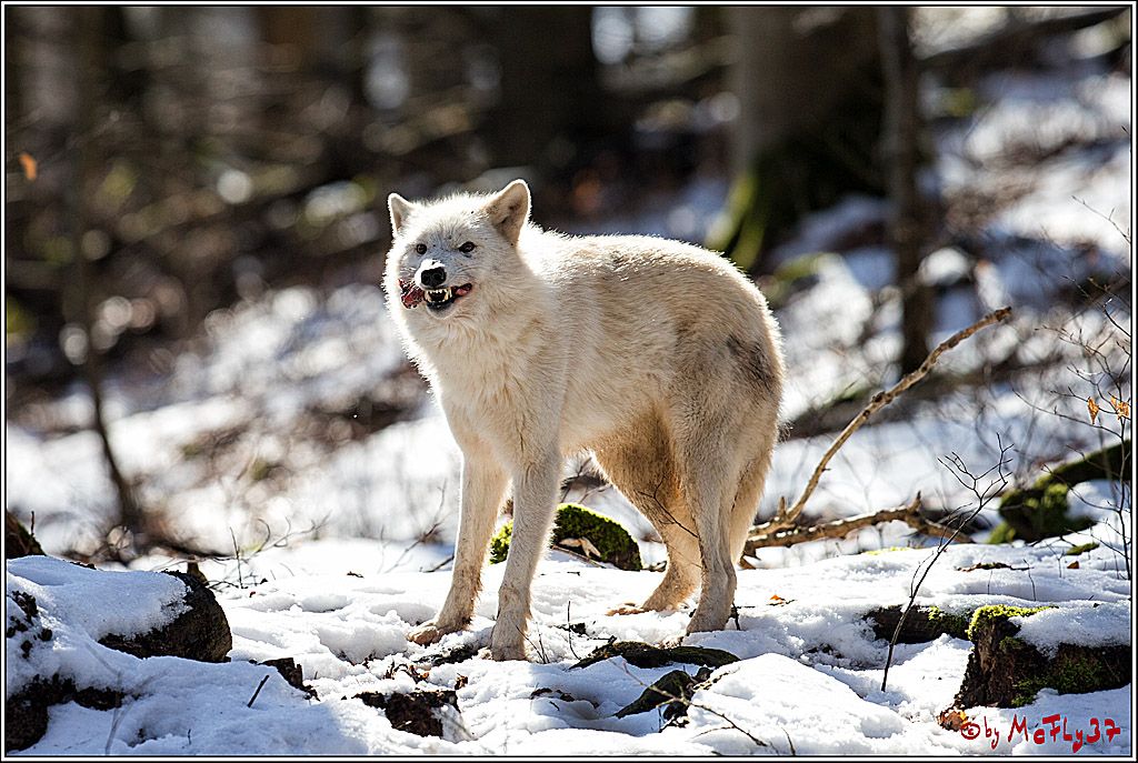 Timberwolf - Polarwolf Kasselburg, 18.02.2018