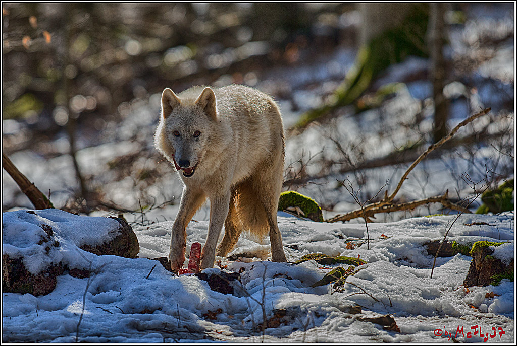 Timberwolf - Polarwolf Kasselburg, 18.02.2018
