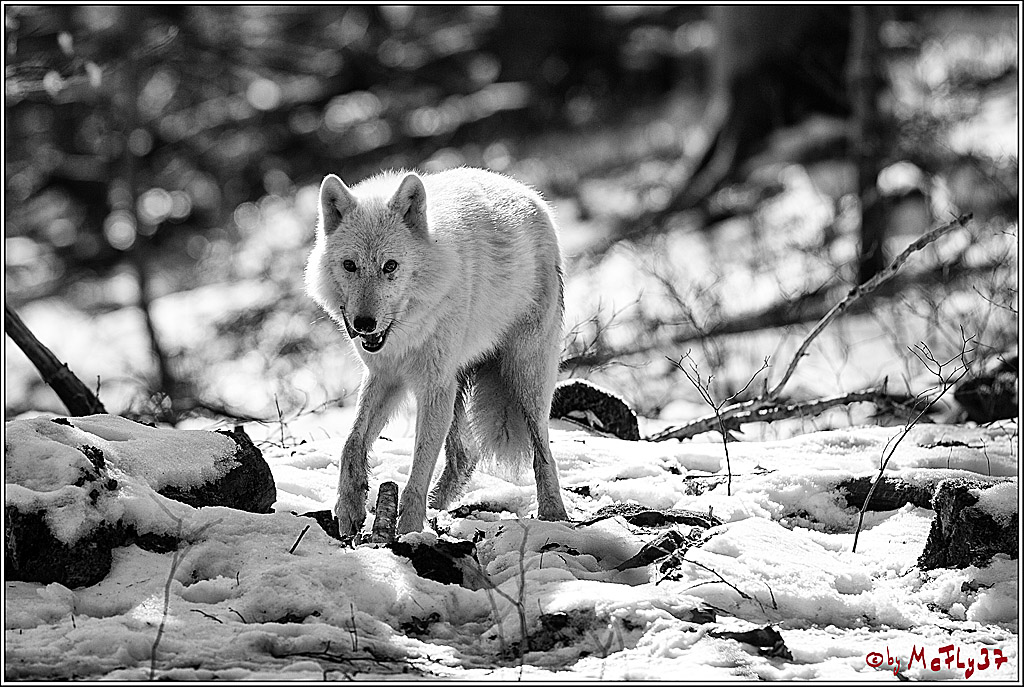 Timberwolf - Polarwolf Kasselburg, 18.02.2018