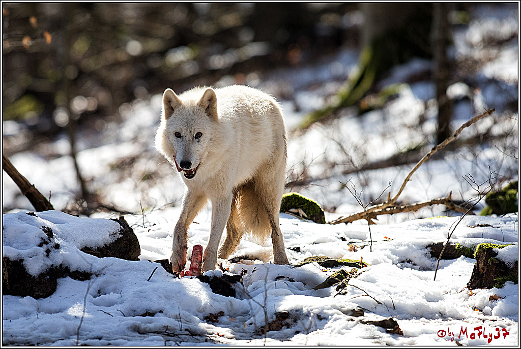 Timberwolf - Polarwolf Kasselburg, 18.02.2018