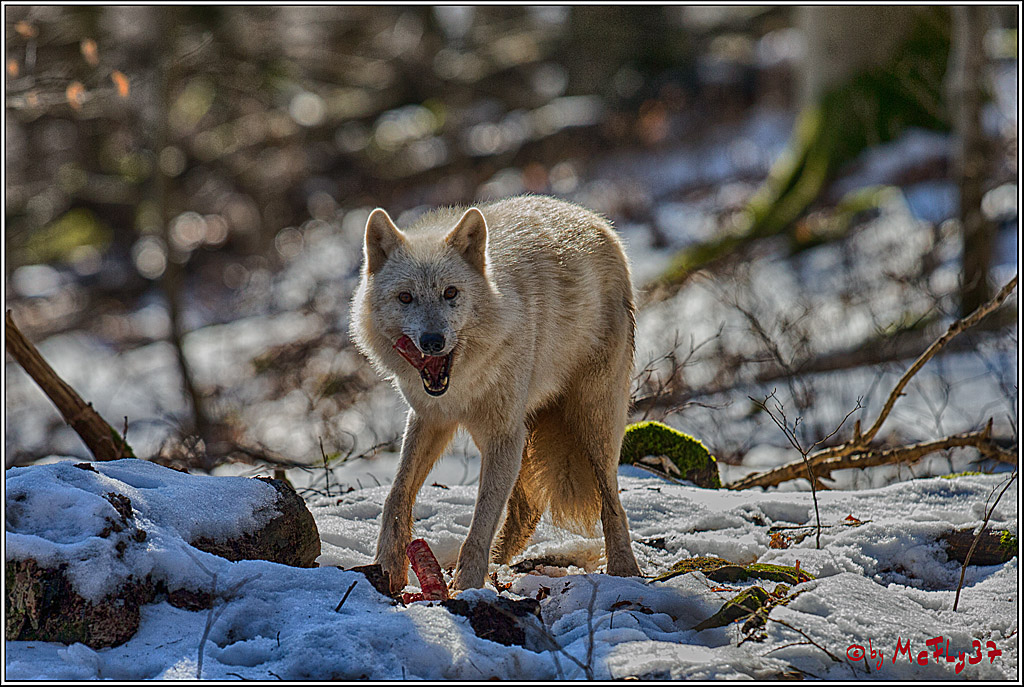 Timberwolf - Polarwolf Kasselburg, 18.02.2018