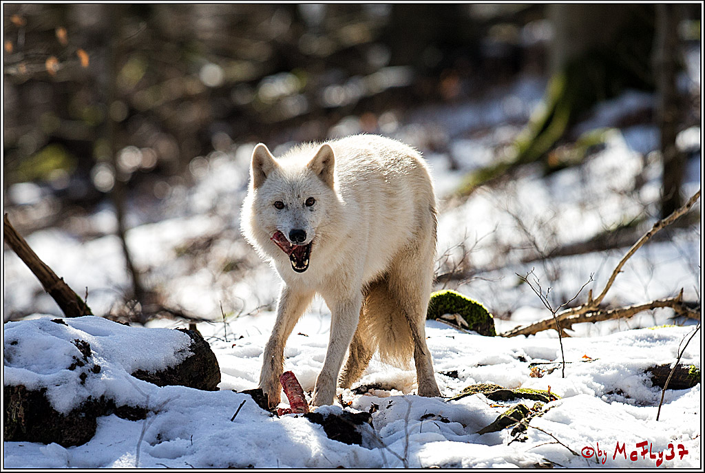 Timberwolf - Polarwolf Kasselburg, 18.02.2018