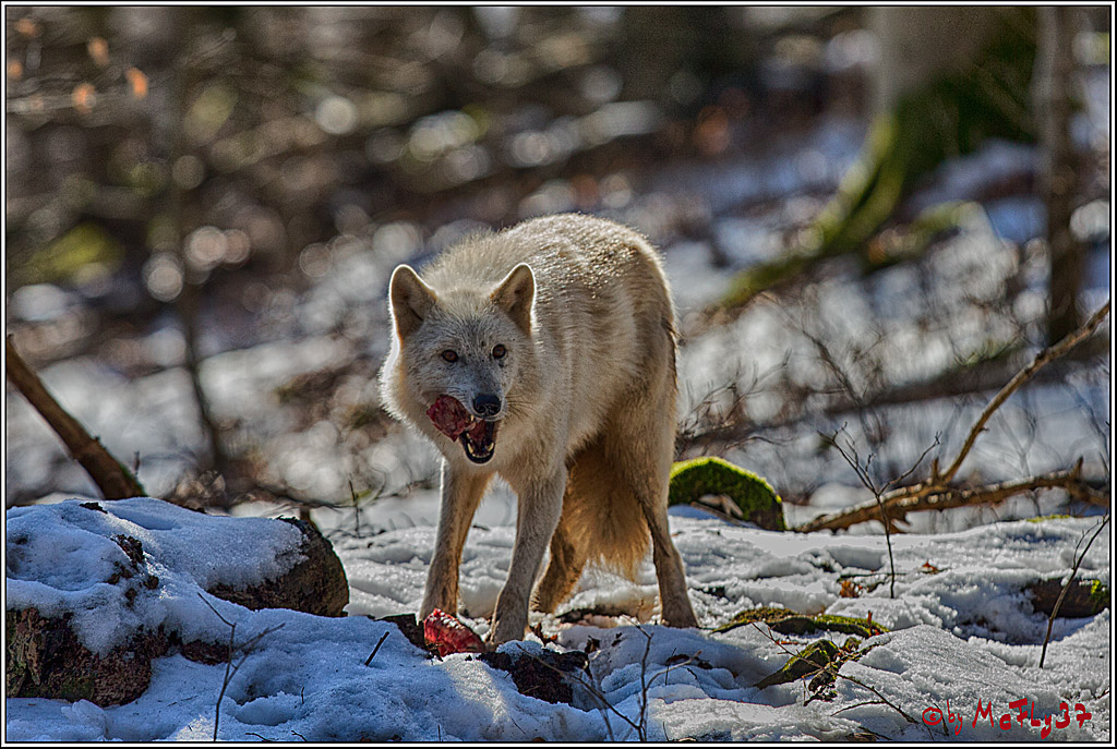 Timberwolf - Polarwolf Kasselburg, 18.02.2018