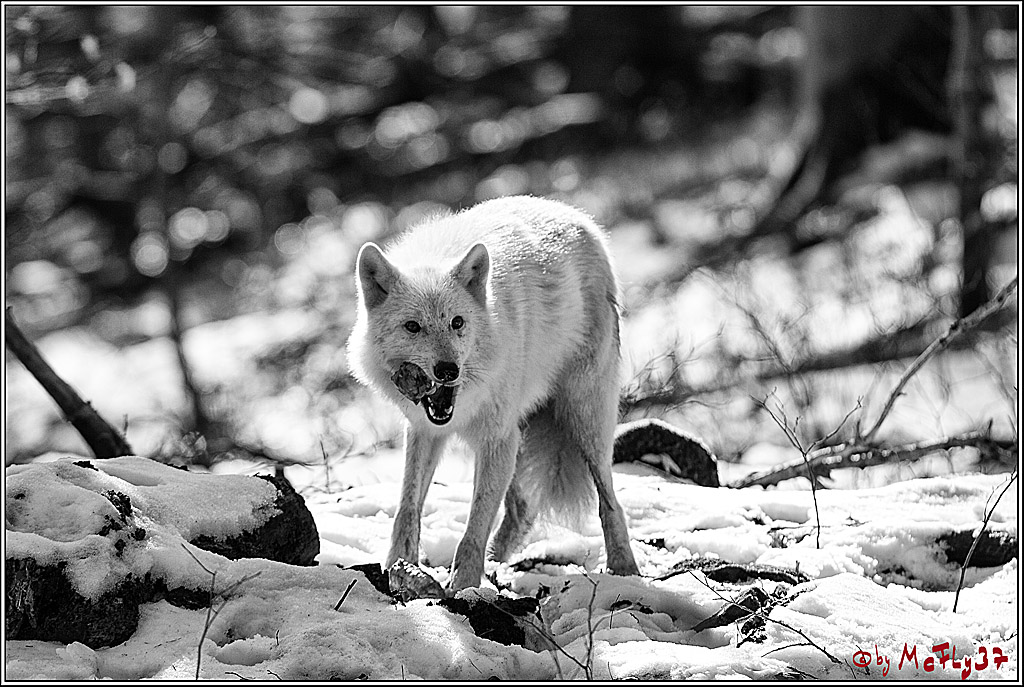 Timberwolf - Polarwolf Kasselburg, 18.02.2018