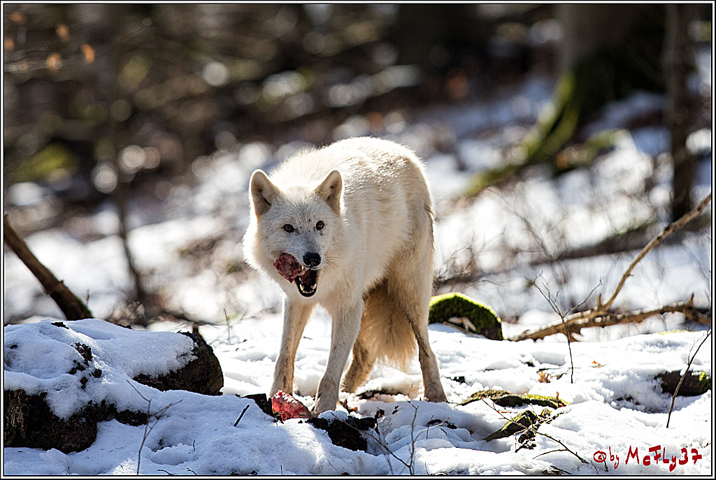 Timberwolf - Polarwolf Kasselburg, 18.02.2018