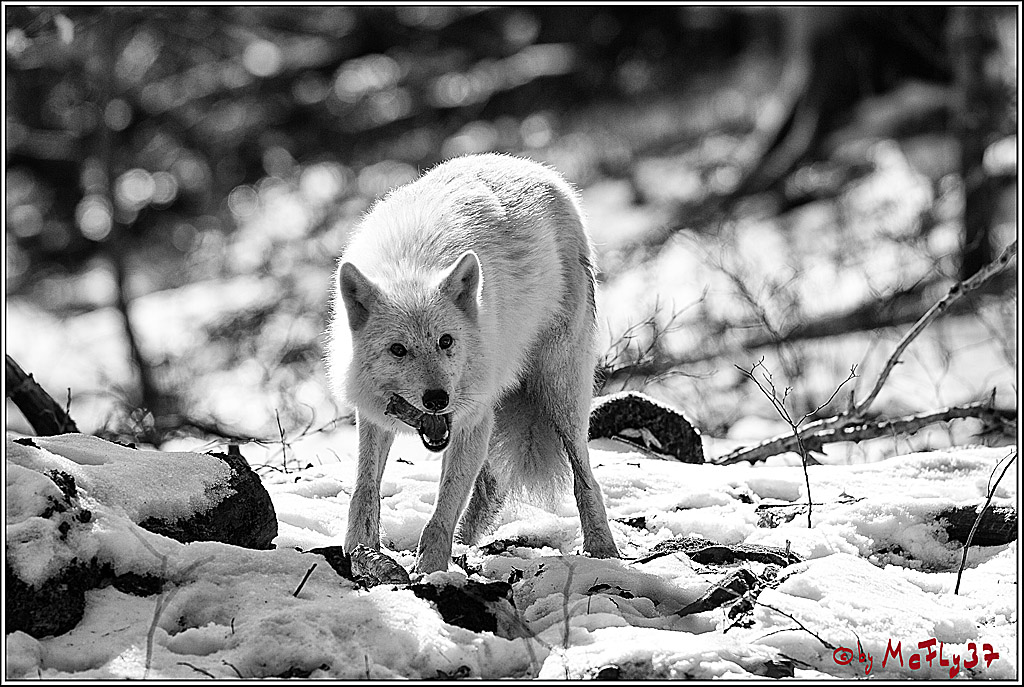 Timberwolf - Polarwolf Kasselburg, 18.02.2018