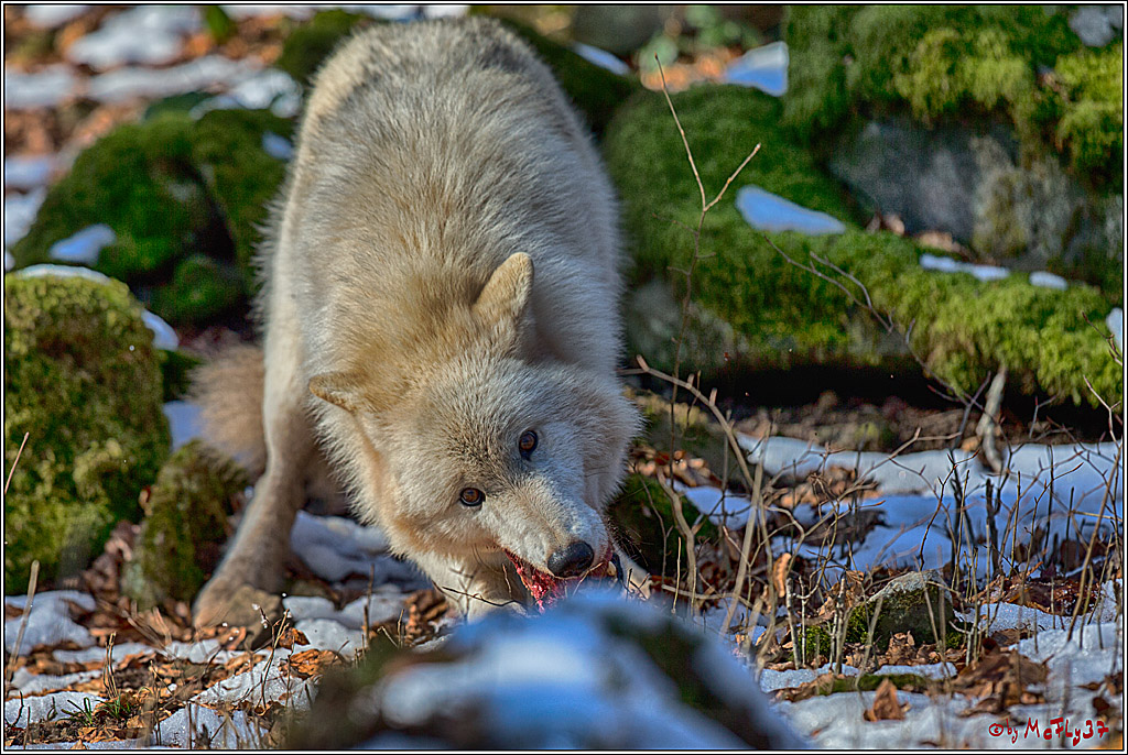 Timberwolf - Polarwolf Kasselburg, 18.02.2018