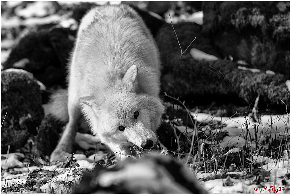 Timberwolf - Polarwolf Kasselburg, 18.02.2018