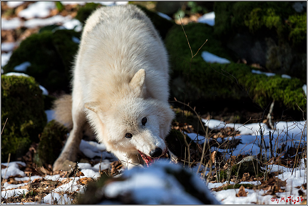 Timberwolf - Polarwolf Kasselburg, 18.02.2018