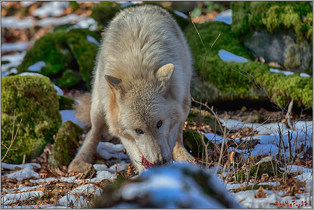 Timberwolf - Polarwolf Kasselburg, 18.02.2018