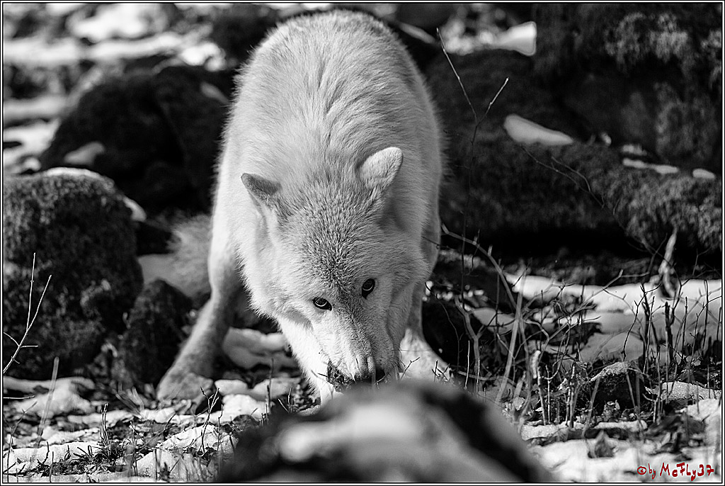Timberwolf - Polarwolf Kasselburg, 18.02.2018