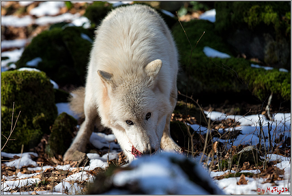 Timberwolf - Polarwolf Kasselburg, 18.02.2018