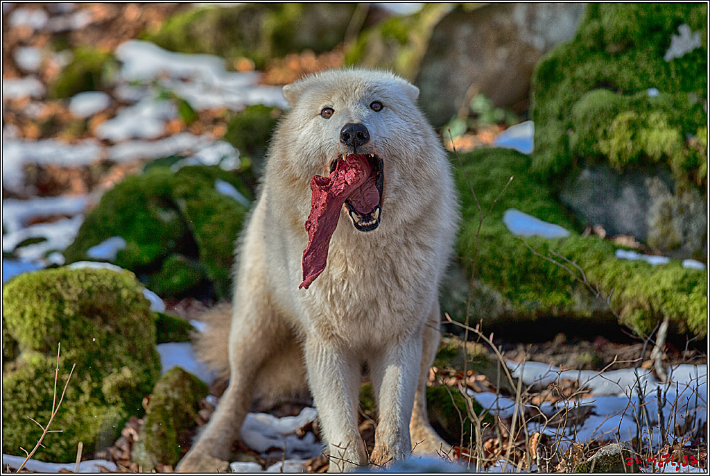 Timberwolf - Polarwolf Kasselburg, 18.02.2018